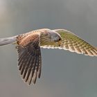 Turmfalke - Terzel im Rüttelflug II