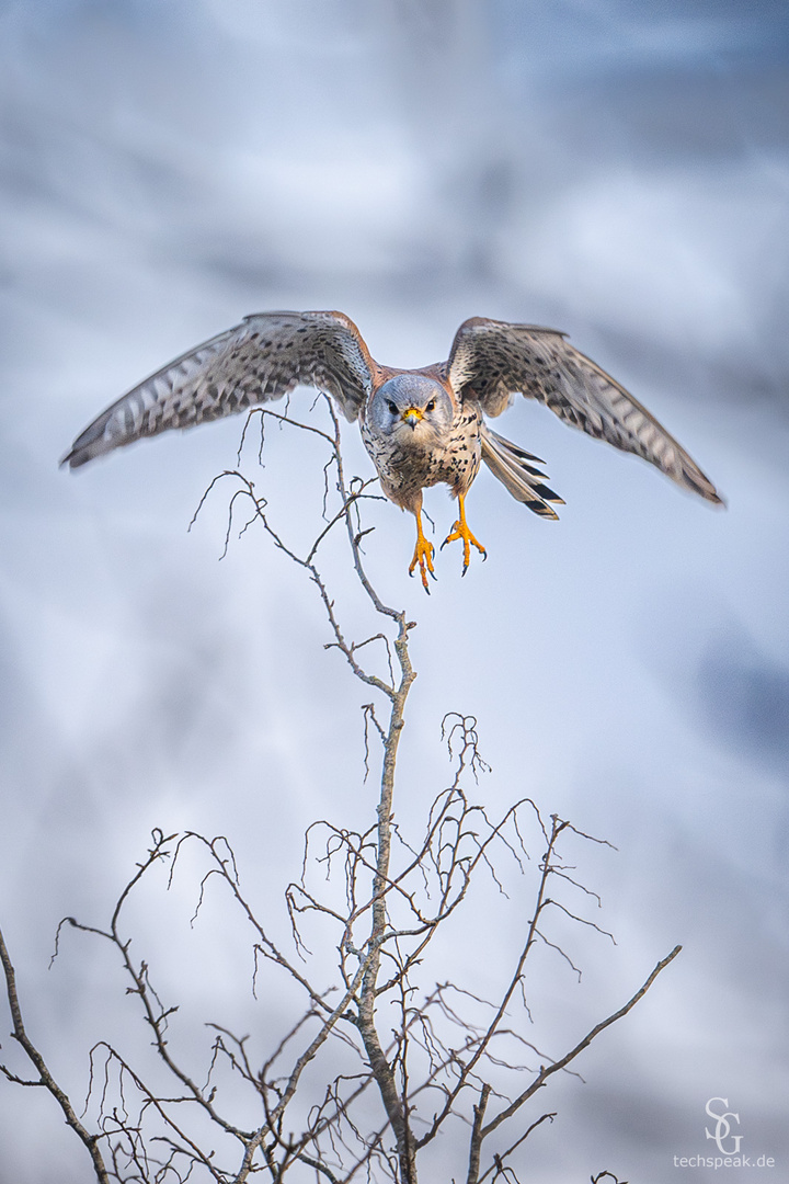 Turmfalke Terzel (Männchen) startet durch