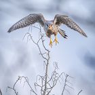 Turmfalke Terzel (Männchen) startet durch