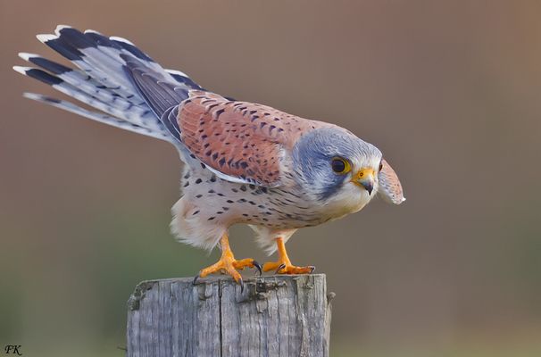Turmfalke   Terzel   (  männlich  )