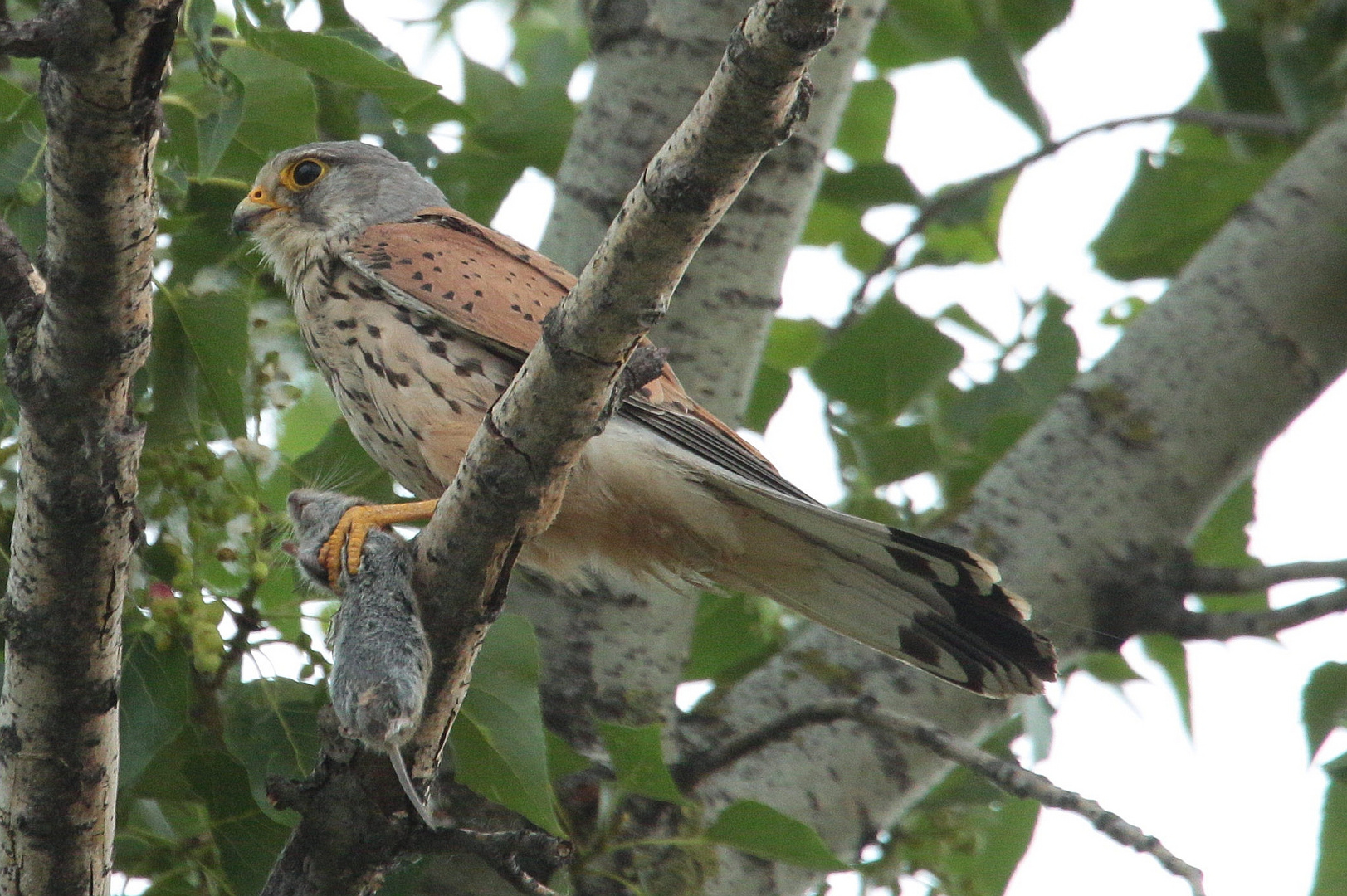 Turmfalke Terzel mit Beute ...