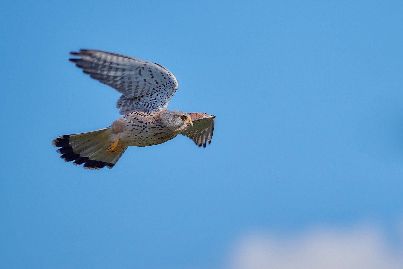 Turmfalke - Test Nikkor Z 100-400