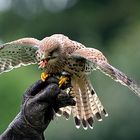 Turmfalke Tollkühn - das schaff ich!