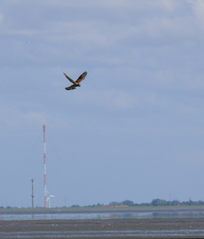 Turmfalke über dem Watt