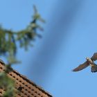 Turmfalke über den Häusern Nürnberg's (Paarung Bild 4 von 4)