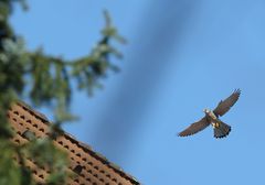 Turmfalke über den Häusern Nürnberg's (Paarung Bild 4 von 4)