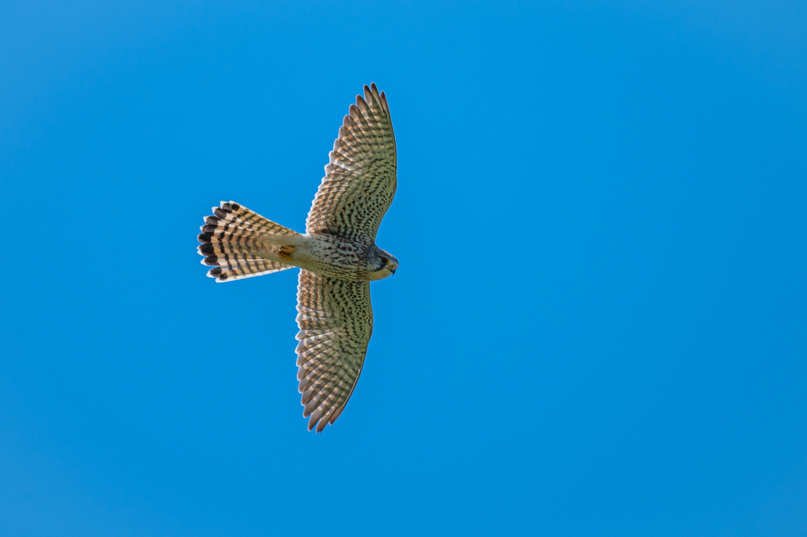 Turmfalke umkreist das Torfmoor