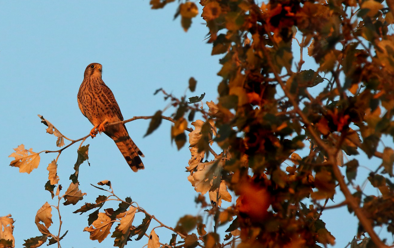 "Turmfalke und die letzte Abendsonne"