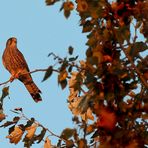 "Turmfalke und die letzte Abendsonne"