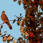 "Turmfalke und die letzte Abendsonne"