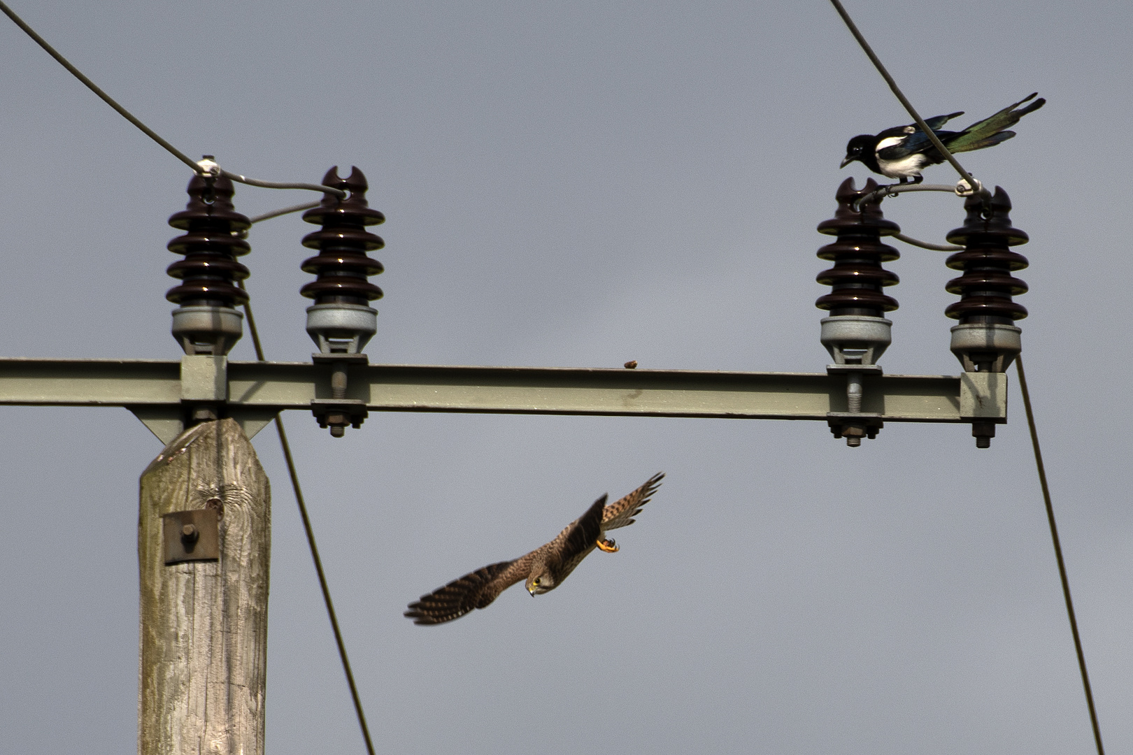 Turmfalke und Elster