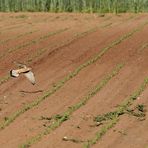 Turmfalke und Feldhase - aber wo ist die Maus? (SUCHBILD)