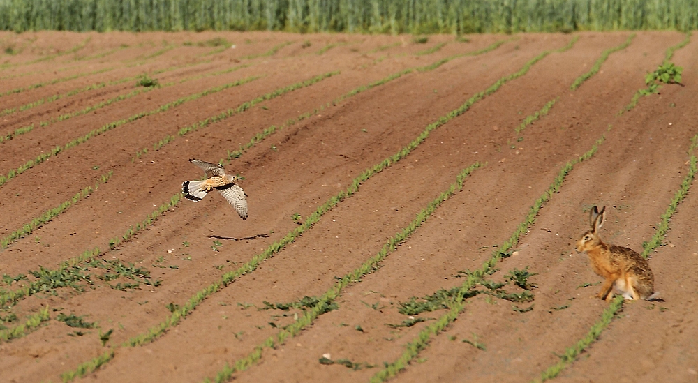 Turmfalke und Feldhase - aber wo ist die Maus? (SUCHBILD)