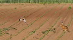 Turmfalke und Feldhase - aber wo ist die Maus? (SUCHBILD)