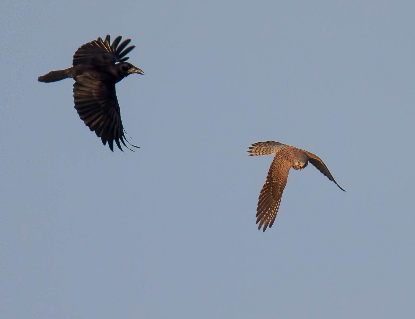 Turmfalke und Saatkrähe 1 ...