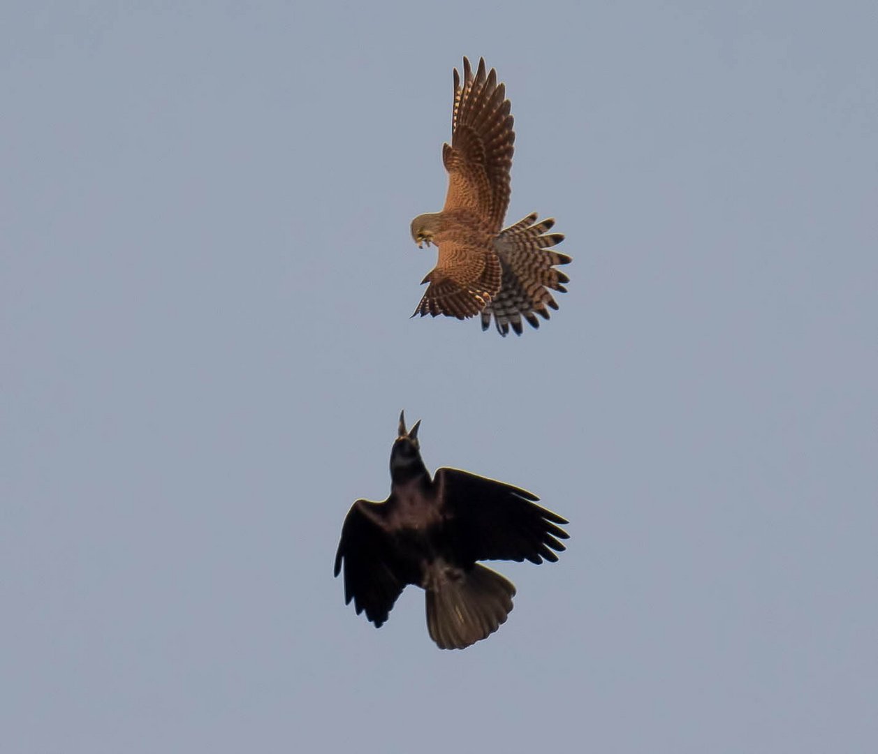 Turmfalke und Saatkrähe 2 ...