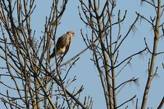 Turmfalke und sein Lebensraum