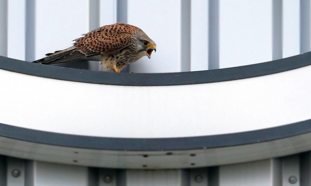 Turmfalke und sein Ruf nach einem Partner