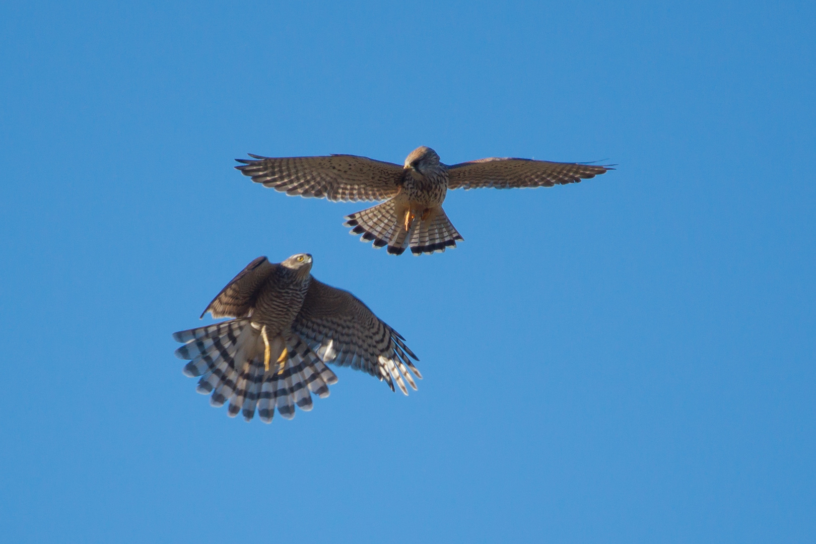 Turmfalke und Sperber    Aufnahme 29.12.2016