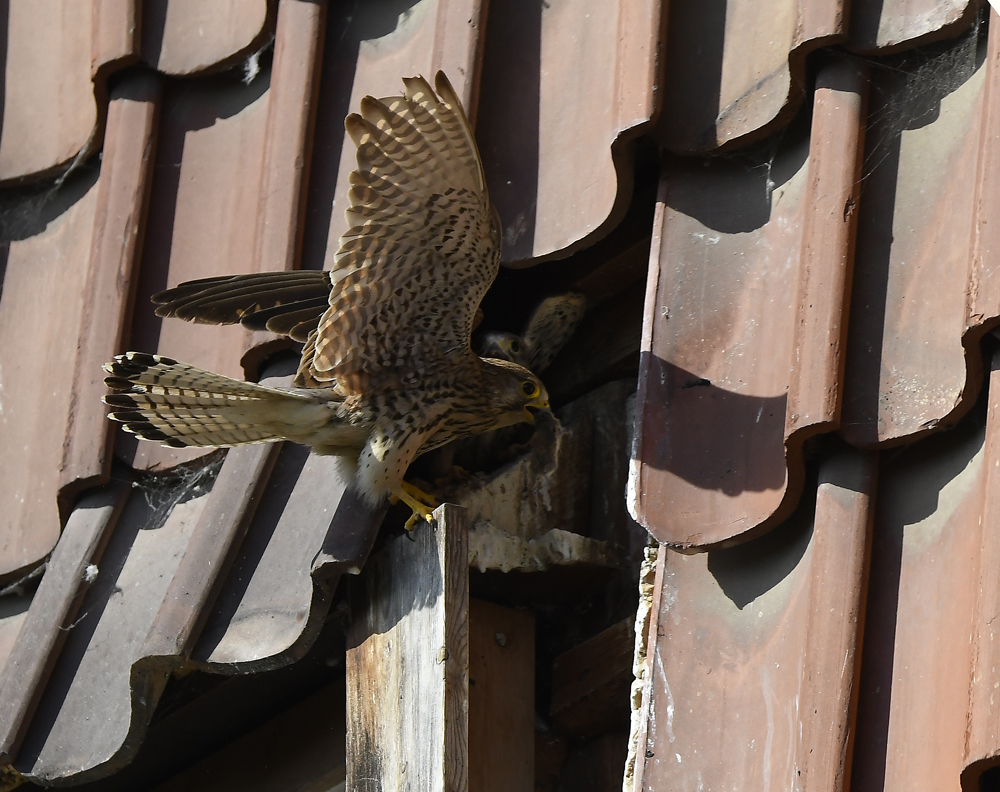 Turmfalke, ungewöhnlicher Bruplatz