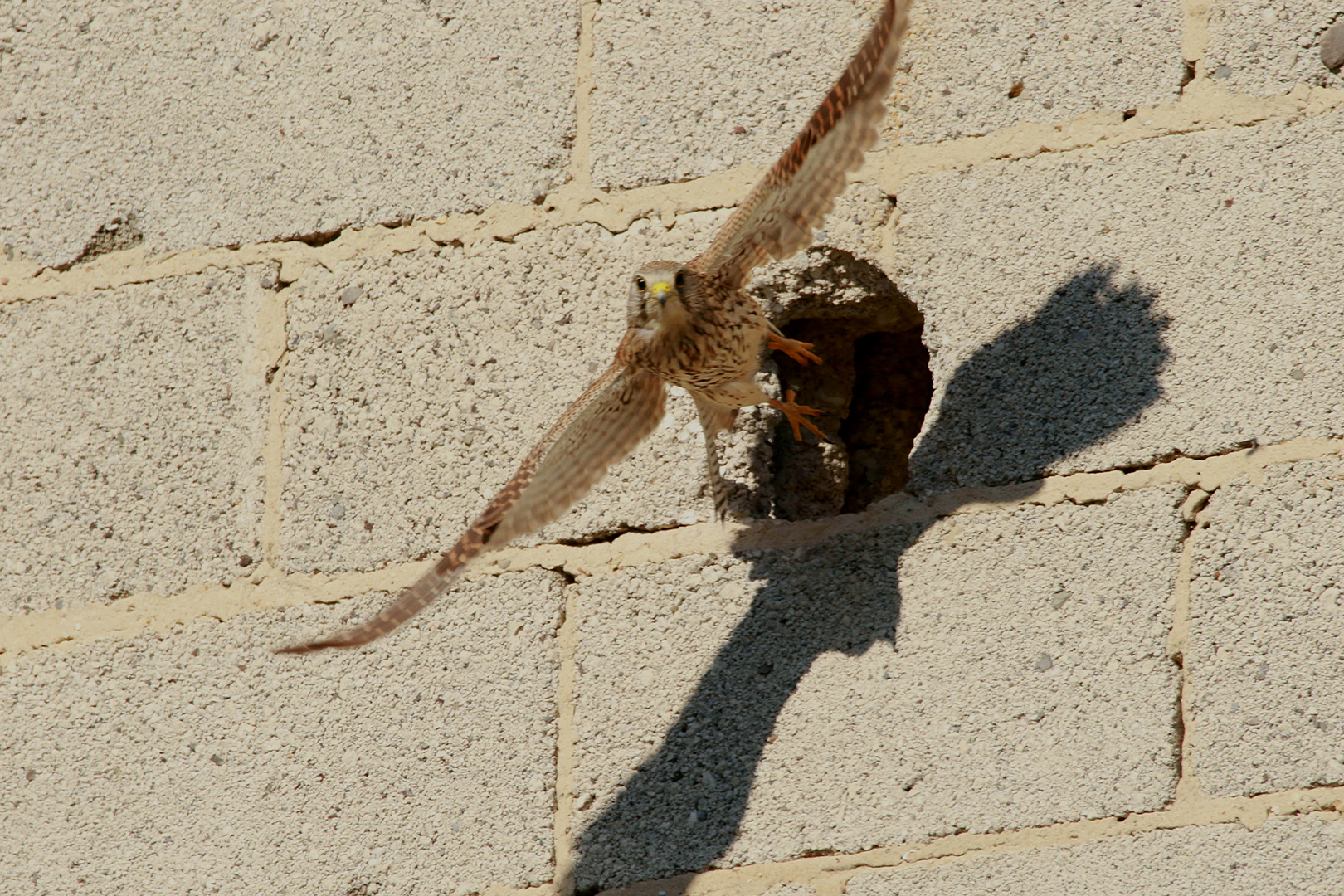 Turmfalke verlässt die Unterkunft