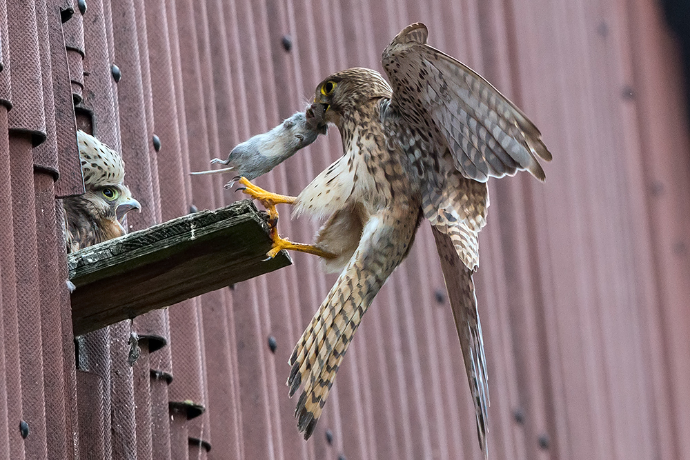 Turmfalke versorgt seinen Nachwuchs