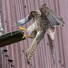 Turmfalke versorgt seinen Nachwuchs