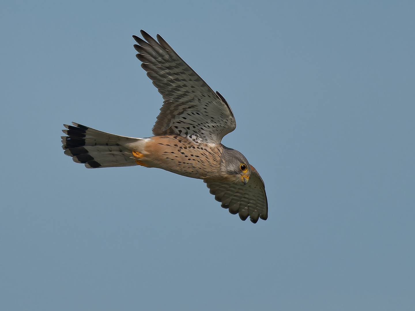 Turmfalke vom Rüttelflug in den Sturzflug