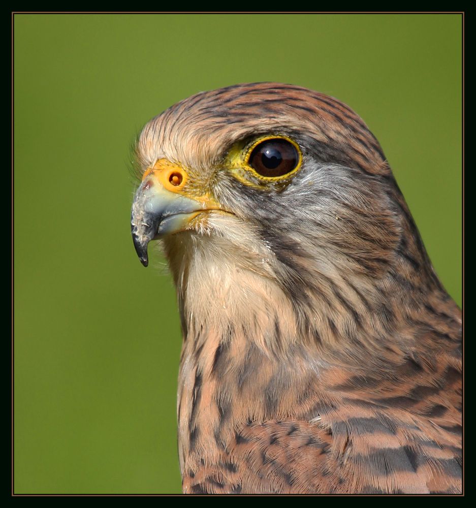 Turmfalke von heute Nachmittag 2