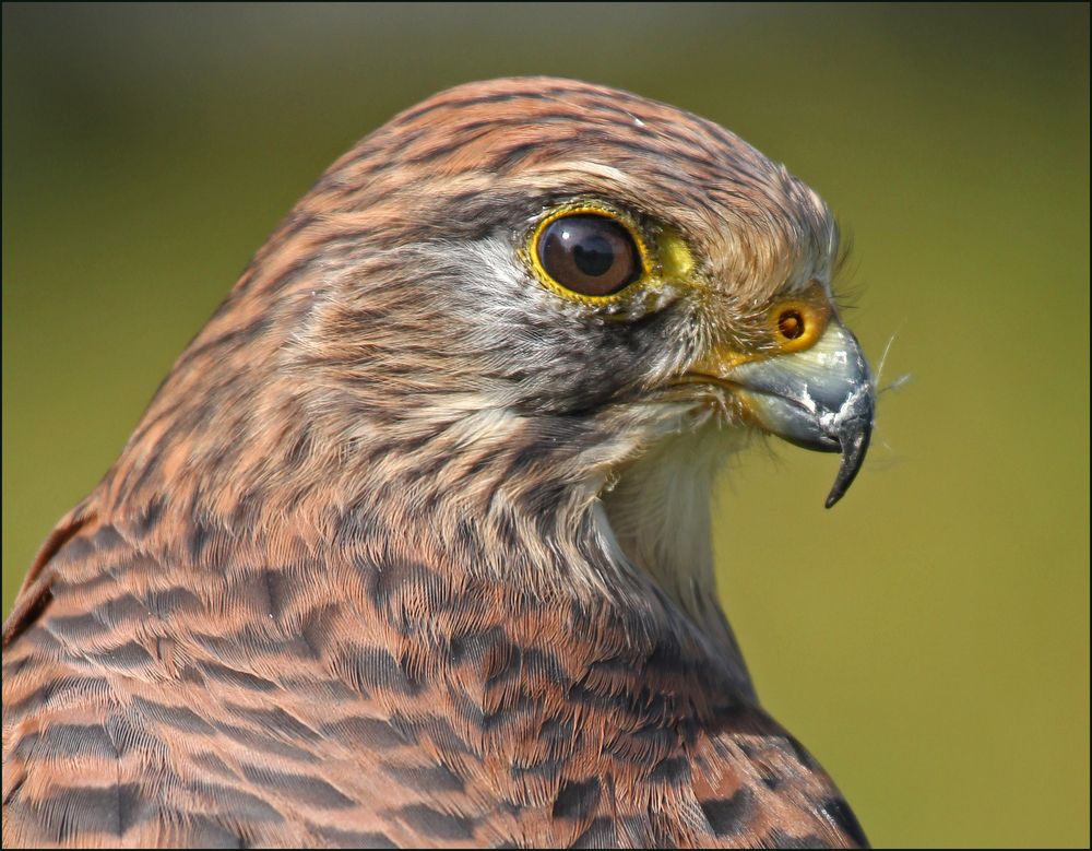 Turmfalke von heute Nachmittag