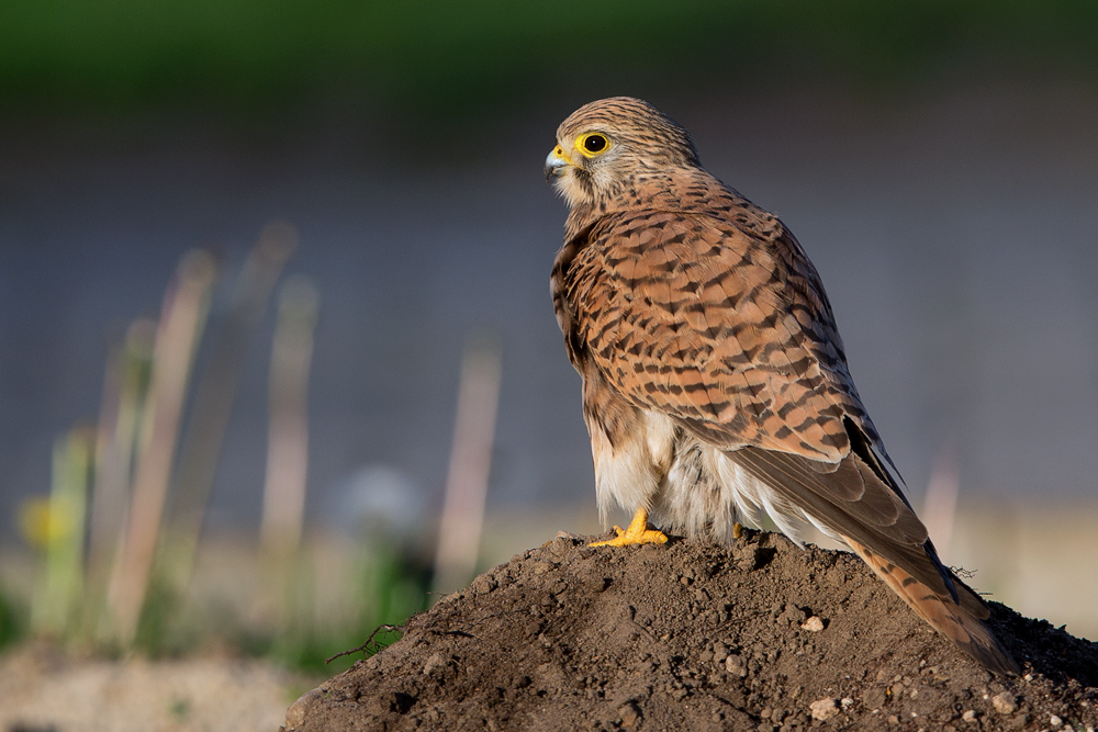 Turmfalke - vor dem nächsten Regenschauer