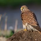 Turmfalke - vor dem nächsten Regenschauer