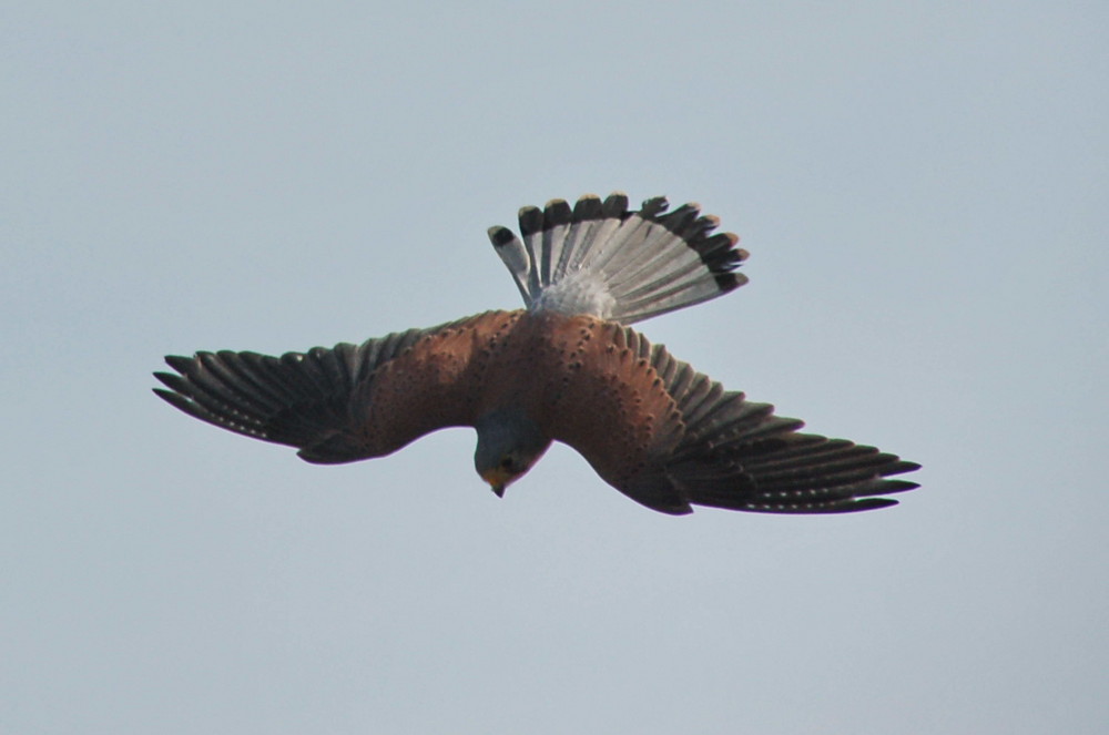 Turmfalke vor dem Sturzflug