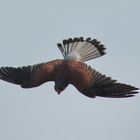 Turmfalke vor dem Sturzflug