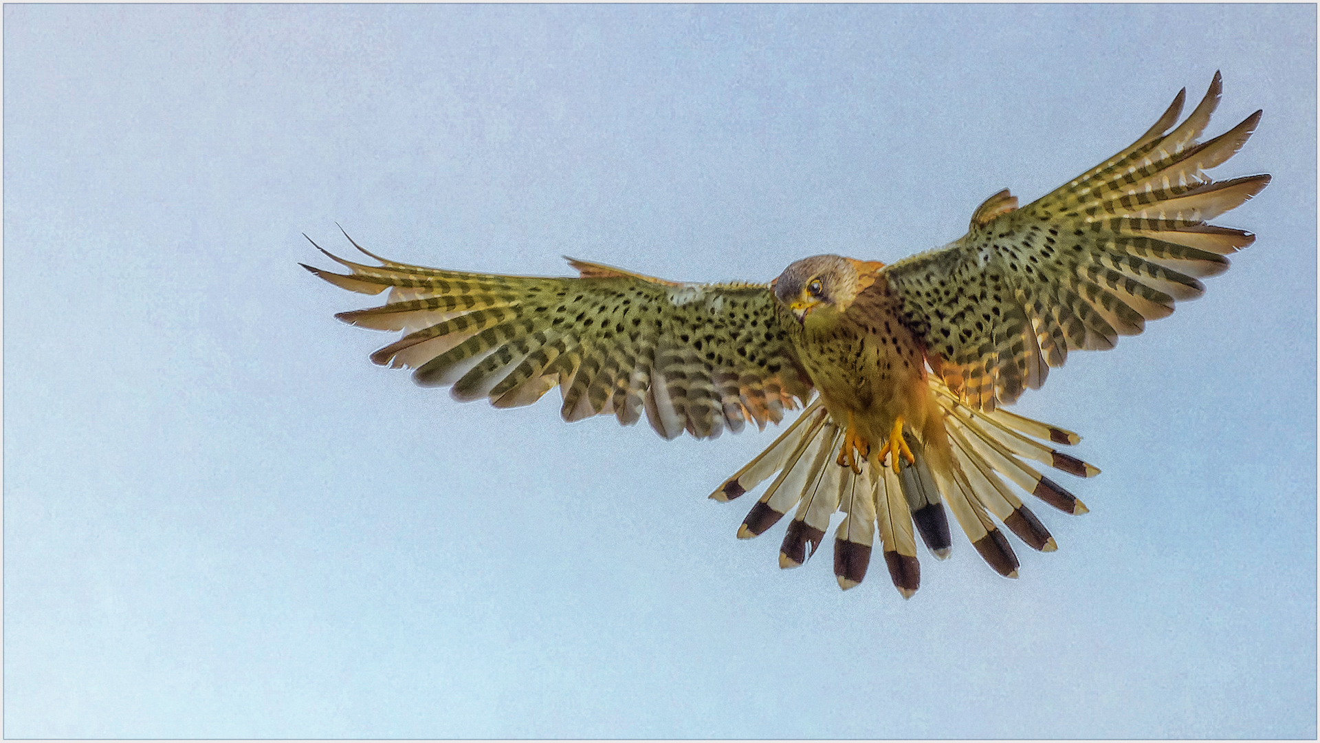 Turmfalke vor Himmelsblau