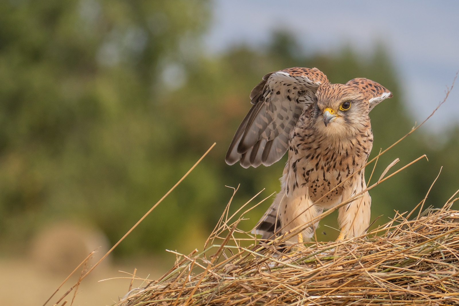 Turmfalke - w- Falco tinnunculus 