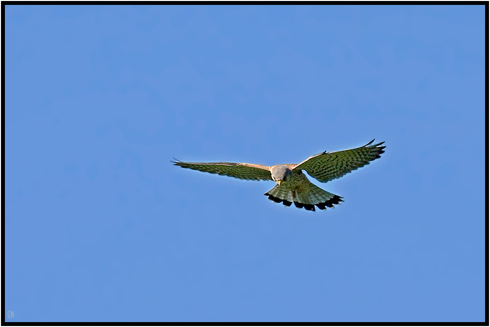 Turmfalke während des Rüttelfluges