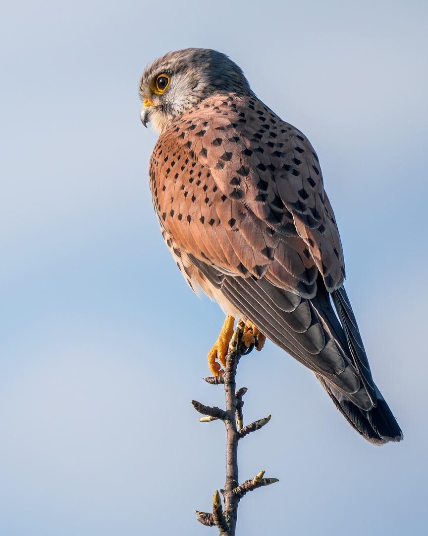 "TURMFALKE" wartet auf die Abendmaus