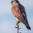 "TURMFALKE" wartet auf die Abendmaus