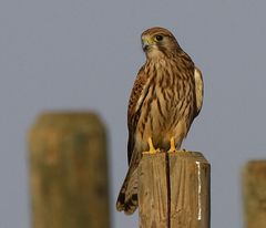 Turmfalke Weibchen