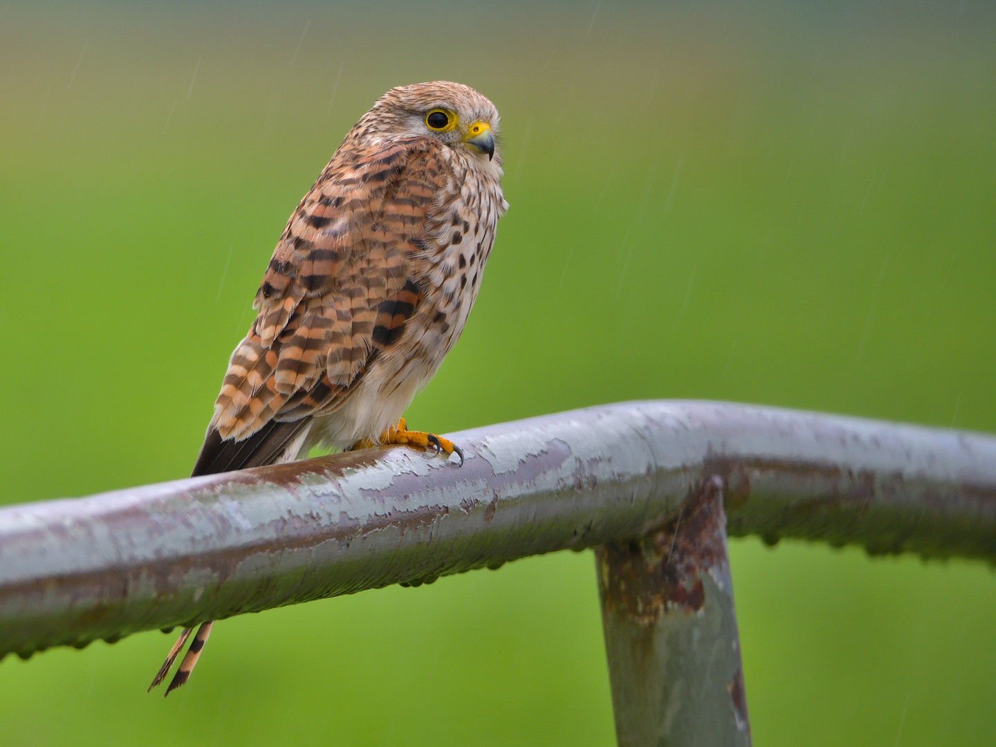 Turmfalke Weibchen