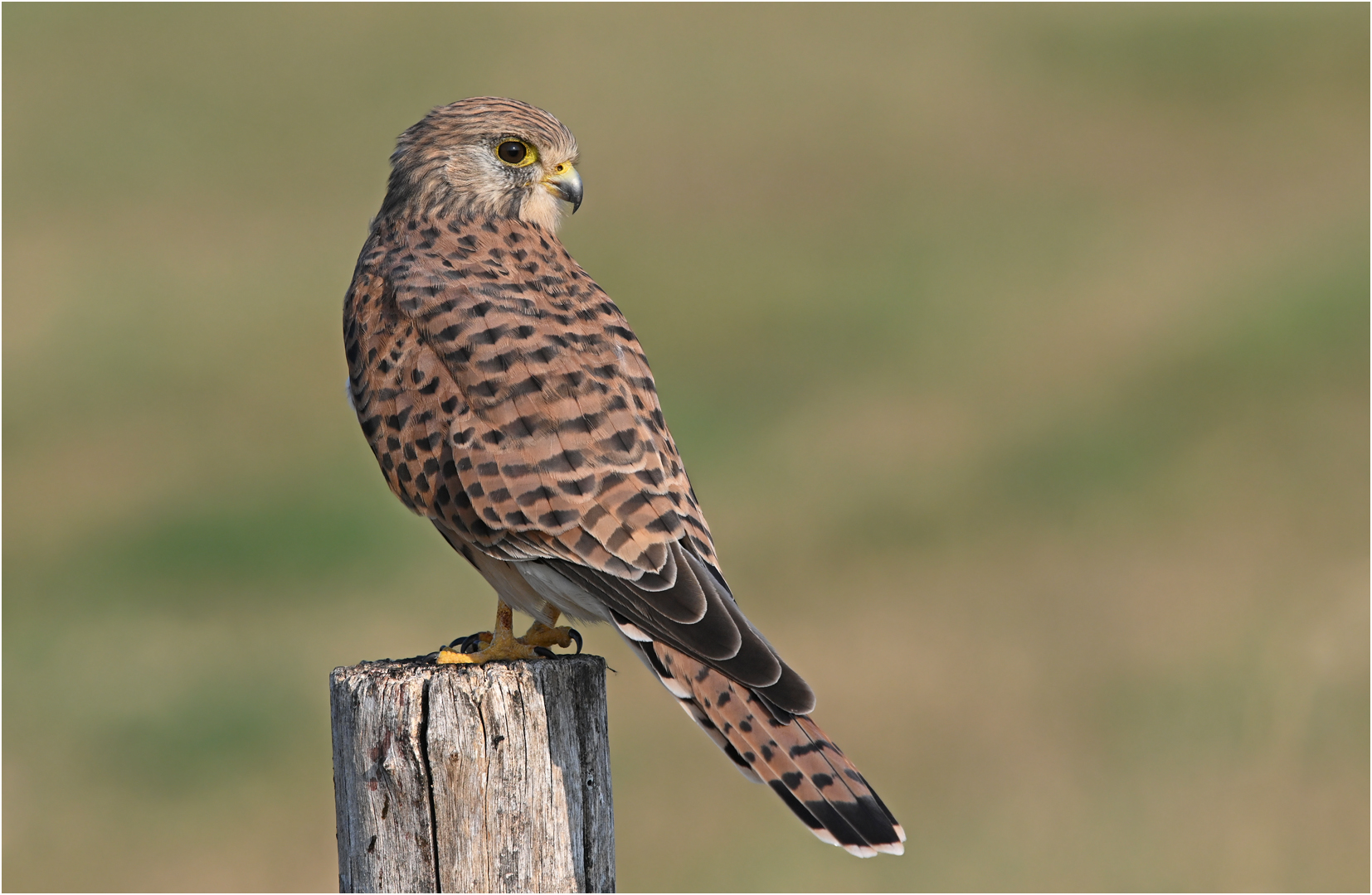 Turmfalke - Weibchen