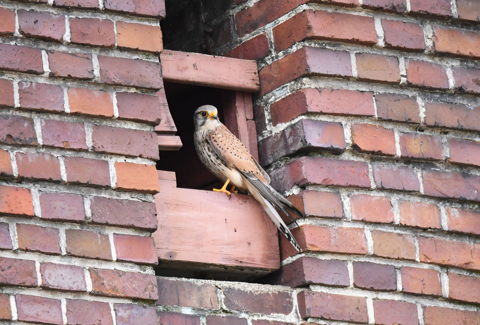 Turmfalke Weibchen