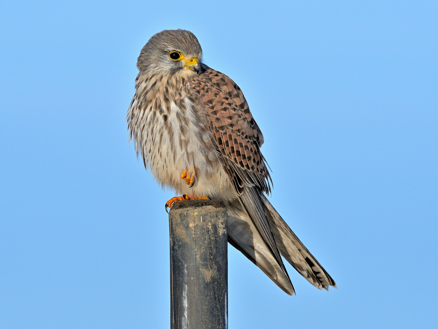 Turmfalke Weibchen 