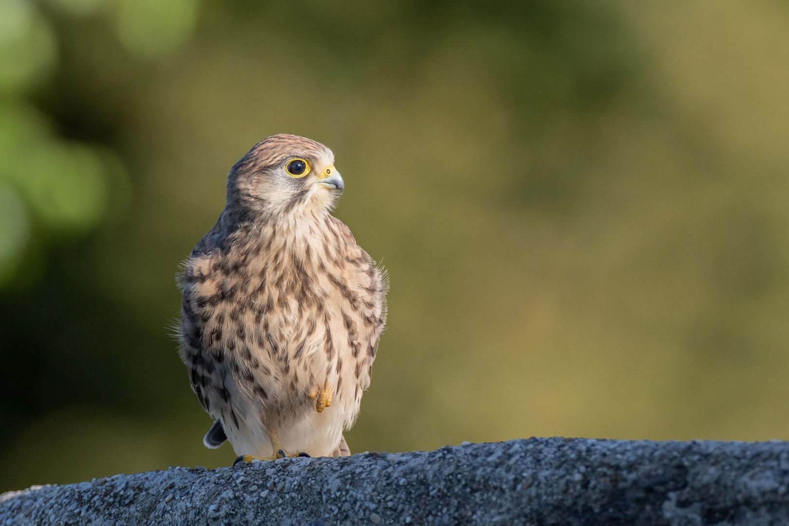 Turmfalke (Weibchen)