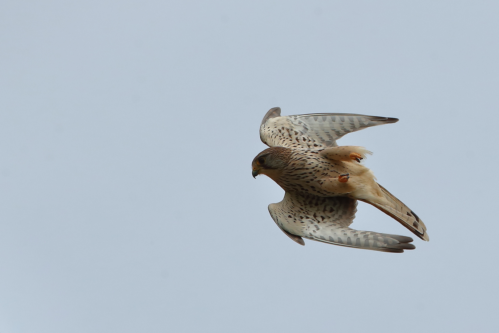 Turmfalke Weibchen