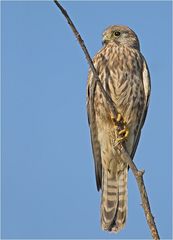 Turmfalke Weibchen