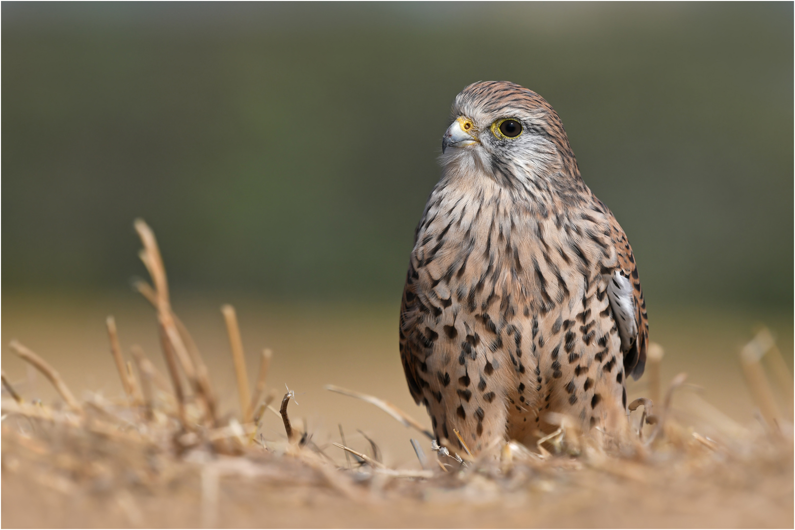 Turmfalke - Weibchen