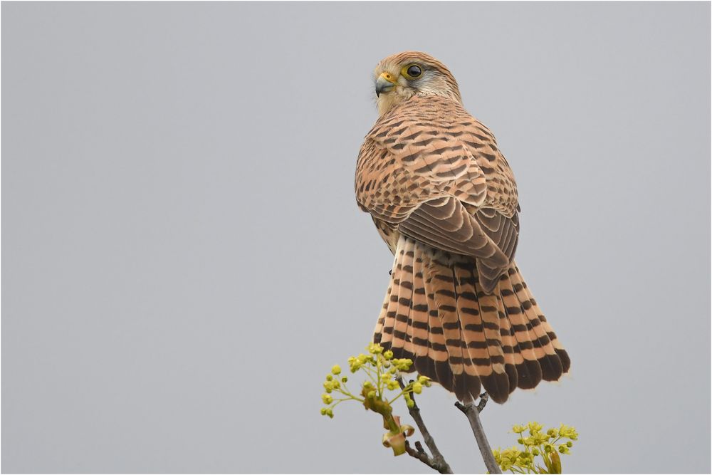 Turmfalke - Weibchen