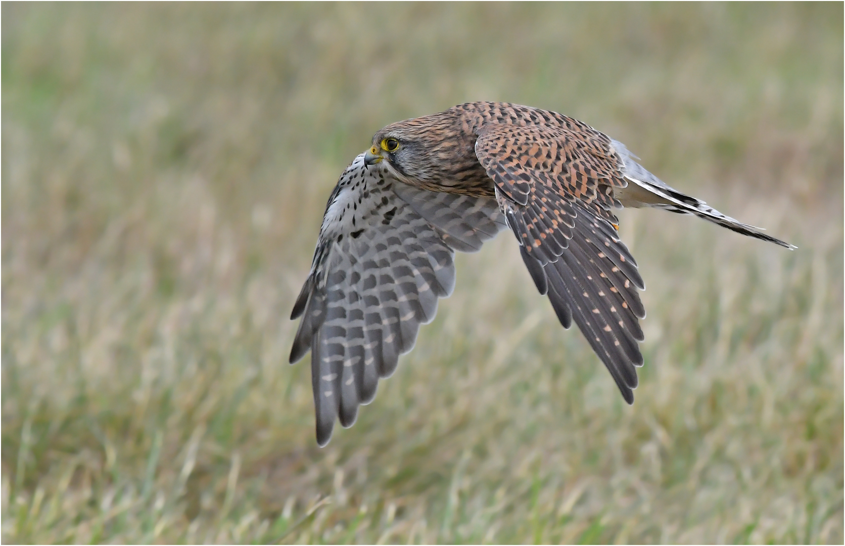 Turmfalke - Weibchen